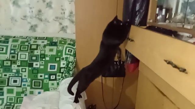 смешное видео 😂кошка Ночка лезет в шкаф😂