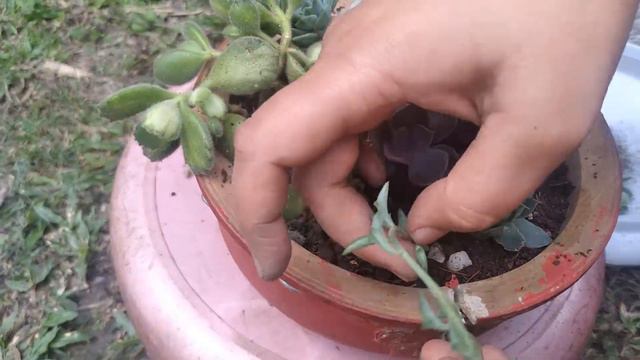 Simple succulents arrangement смотреть онлайн