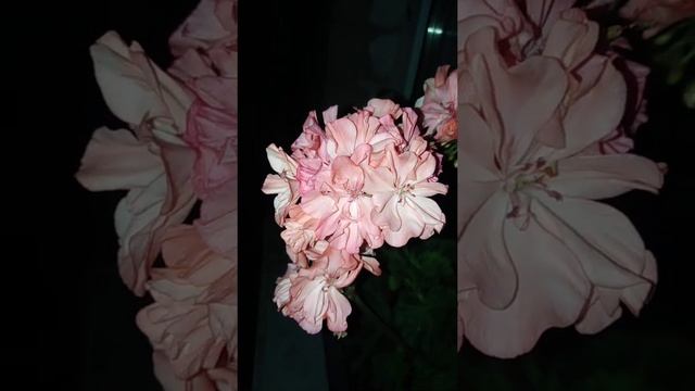 Пеларгония сорт Шелк Лагуна смотреть онлайн