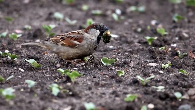 Домовый воробей и бронированный жук. Passer domesticus. Птицы Беларуси. смотреть онлайн