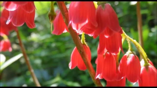 2018 SPRING 10 紅更紗灯台&皐月 Enkianthus campanulatus＆＆Satuki Azalea смотреть онлайн