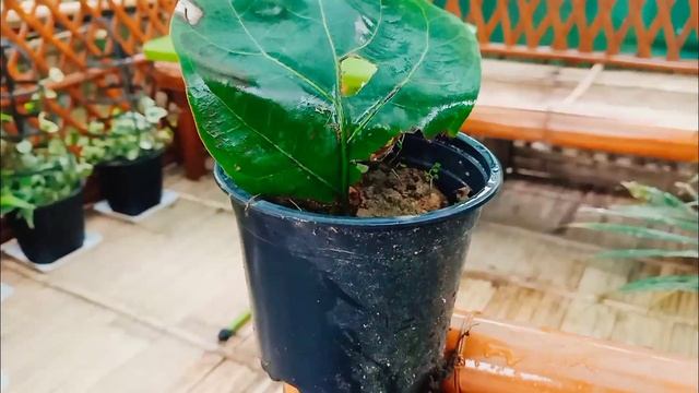 Ardisia Crenata কেনেকৈ propagate কৰিব পাৰি| Ardisia crenata ক কেনেকৈ care ল'ব লাগে। смотреть онлайн