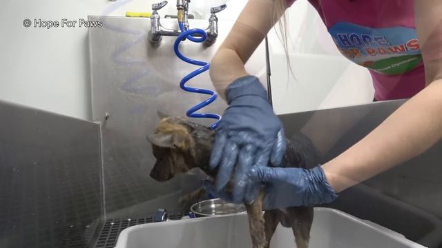 Starving, sick, homeless dog transforms into something amazing just in time for Eldad's birthday! ? смотреть онлайн