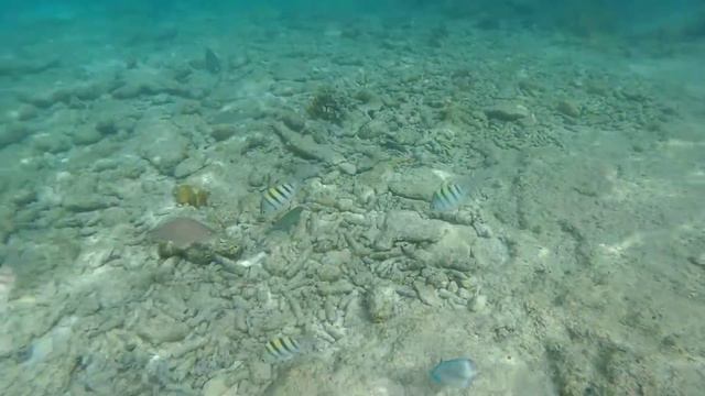 Маска, Ласты, Карибы!!! смотреть онлайн