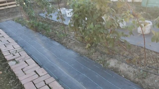 Ежевика, малина и клубника после ночного заморозка. смотреть онлайн