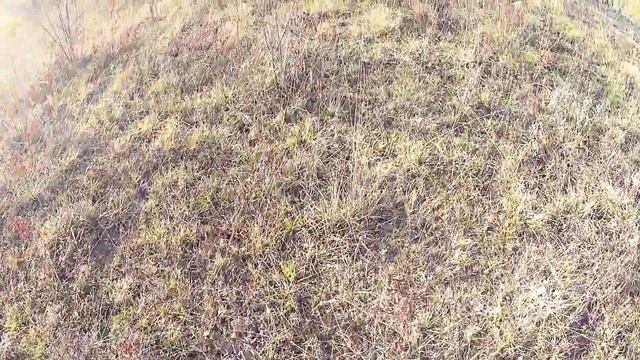 Охота на фазана в начале зимы с подружейной собакой(часть 1) смотреть онлайн