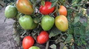 ПОМИДОР БОЕЦ#ОПИСАНИЕ ХАРАКТЕРИСТИКА