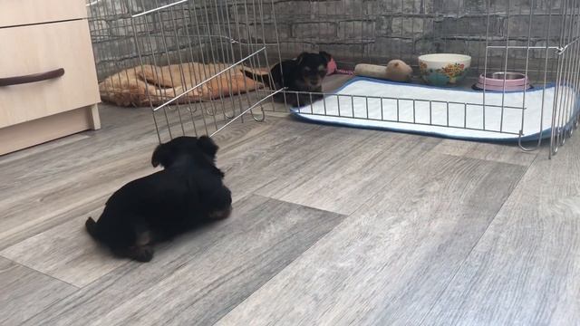 VLOG: ВЫСТАВКА СОБАК| Померанский шпиц |Первый опыт ❤️ смотреть онлайн