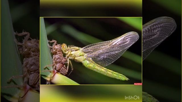 Наблюдение за стрекозой Шелобанова И А смотреть онлайн