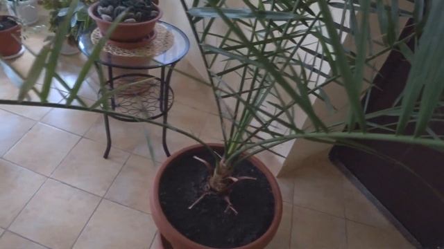 Обзор цветов в Зимнем саду. Мой Сад. Драцена Сюрприз. смотреть онлайн