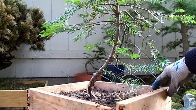 Pre-Bonsai Eastern hemlock #1 yamadori (Tsuga Candensis) смотреть онлайн