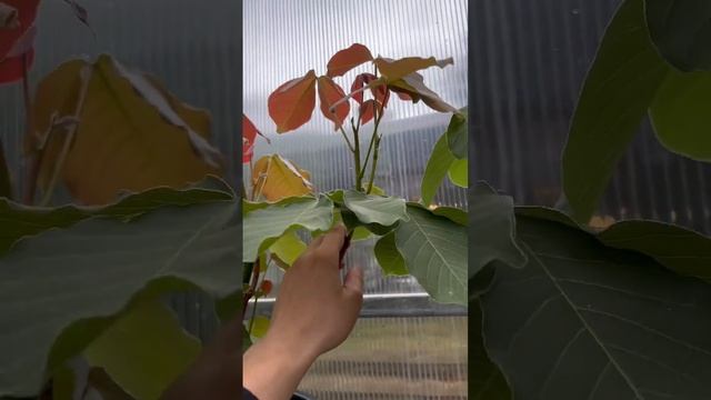 БАОБАБ BOMBAX ELLIPTICUM РЕДКОЕ ЭКЗОТИЧЕСКОЕ БУТЫЛОЧНОЕ РАСТЕНИЕ смотреть онлайн