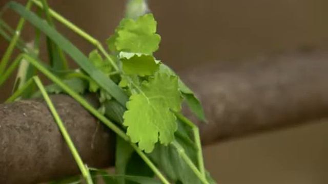 В зоопарке новорожденный верблюжонок привыкает к вольеру смотреть онлайн