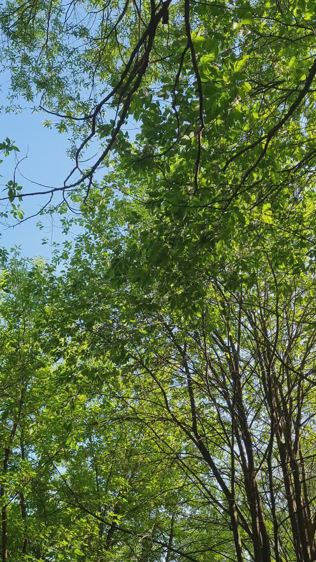 Слушаю соловья в парке у реки. Май 2024г.