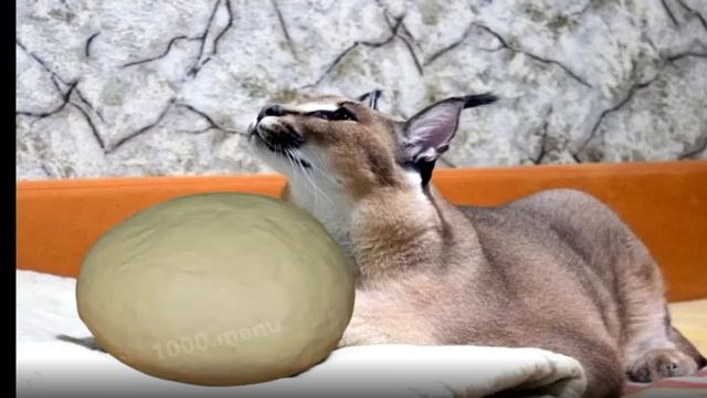 настоящий пельмень шлепа смотреть онлайн