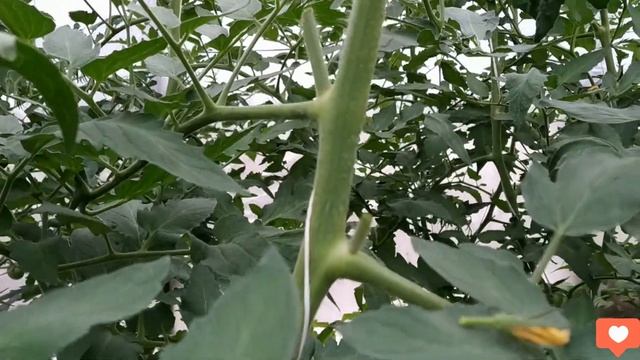 ПАСЫНКОВАНИЕ ИНДЕТЕРМИНАНТНЫХ ТОМАТОВ смотреть онлайн