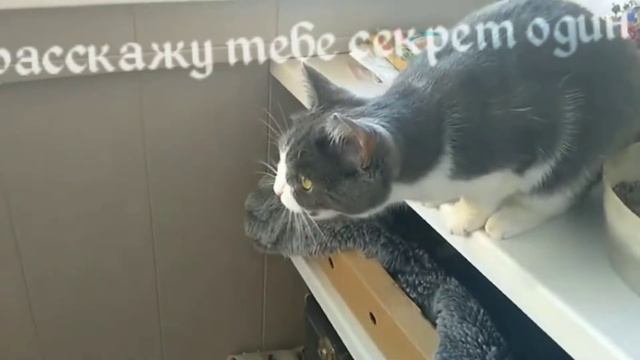 Привет, я кот! мой кот ( С ДР) смотреть онлайн