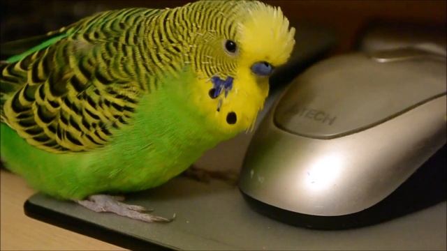 Мистер Кеша тайный агент по кличке "Птица" передаёт секретное сообщение. Secret Parrot! English sub смотреть онлайн