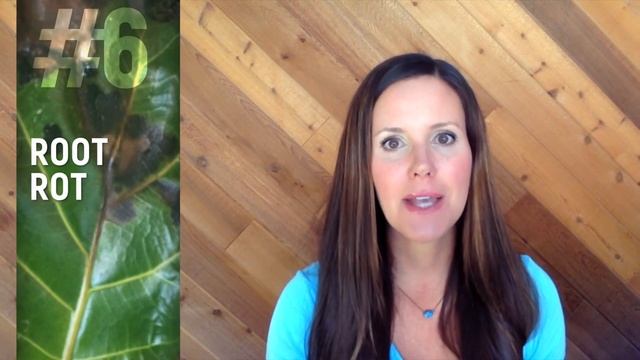 Fiddle Leaf Fig Sick? Diagnose It With This Photo Identification Guide смотреть онлайн