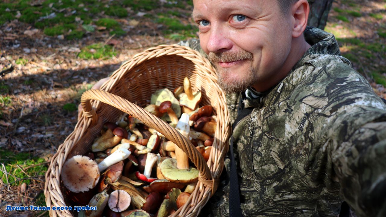 Польские грибы, белые и опёнок серопластинчатый смотреть онлайн