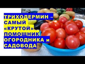 Триходермин - самый «крутой» помощник огородника и садовода в защите растений от болезней