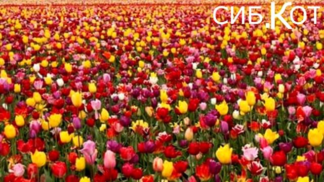 МИЛЛИОН АЛЫХ РОЗ НА ЯПОНСКОМ ЯЗЫКЕ))) смотреть онлайн