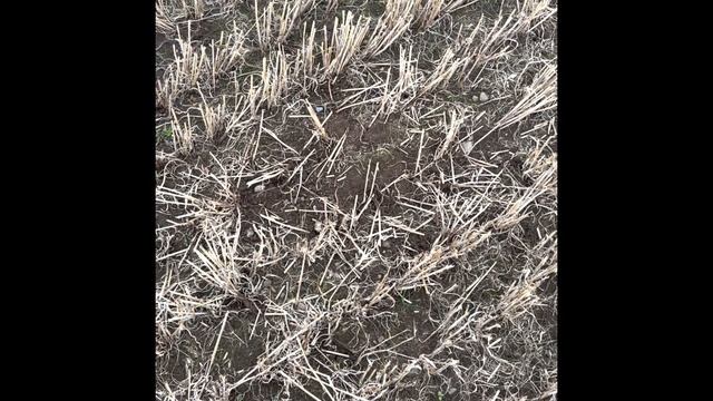 Minelab Equinox Vs Nokta Legend! I pitch two of my favourite metal detectors against each other! смотреть онлайн