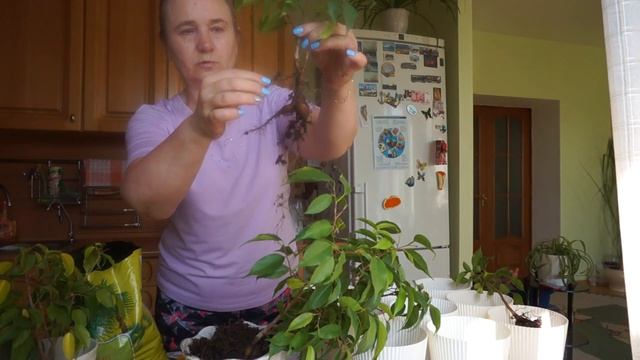 Пересадка фикуса Бенджамина! смотреть онлайн