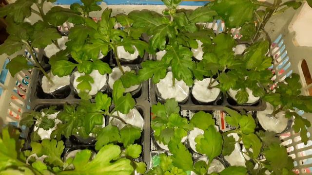 ВАШИ ДОЛГОЖДАННЫЕ ПОСЫЛОЧКИ . ОТПРАВКА НОВОЙ ПАРТИИ. ВСТРЕЧАЙТЕ СВОИ РАСТЕНИЯ.