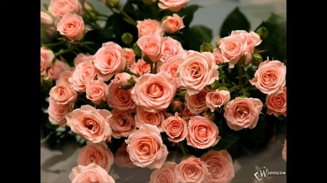 Ниночка, с днём рождения ! смотреть онлайн