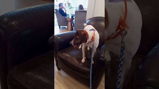 My puppy Java's first time at a coffee house смотреть онлайн