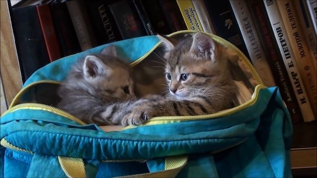 ВСЕ ЖИВОТНЫЕ В КОМНАТЕ 2 (собаки, кошки, котята, голуби, голубята и ворона) смотреть онлайн