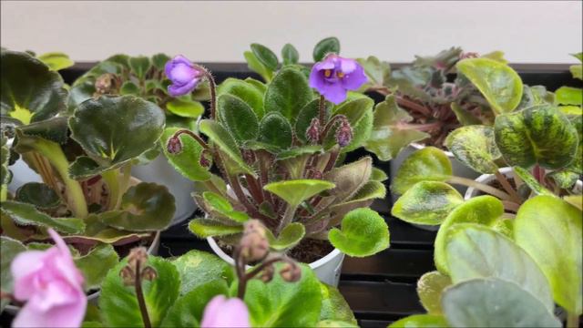 Gray Turtle Violets in October 2021 - First Blooms смотреть онлайн