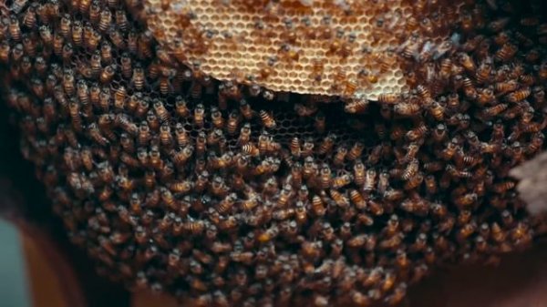 Insects for Kids | Have fun learning all about different kinds of bugs! | Parts of an insect