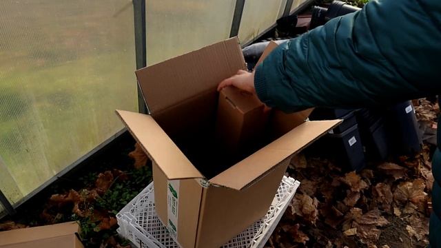 Долгожданный заказ из ОПТХОЗ! Обзор саженцев, корневая. смотреть онлайн