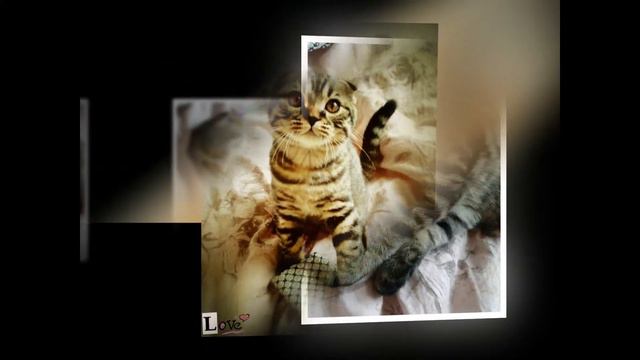 Шотландский вислоухий котенок Тема смотреть онлайн