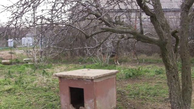 Как с цепи сорвался.Соседский пёсик помешал-показать 