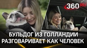 Смотреть со звуком! Бульдог из Голландии разговаривает как реальный человек