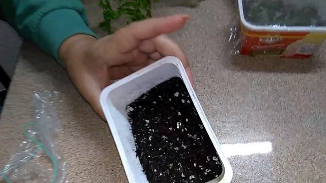 Мои комнатные растения // Поздравляем ВСЕХ! Нас 5 тысяч // Взошли споры смотреть онлайн