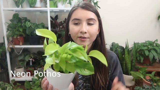 A Complete Guide To Collecting All Pothos смотреть онлайн