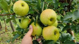 ИММУННЫЕ СОРТА ЯБЛОНЬ К ПАРШЕ / УСТОЙЧИВЫЕ СОРТА ЯБЛОНЬ К ПАРШЕ