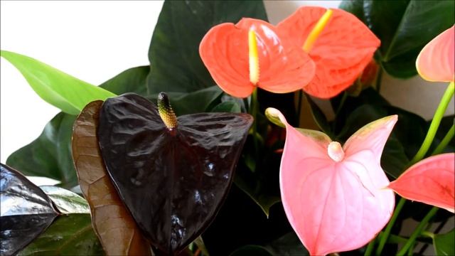 Букет из цветов разных антуриумов в одном горшке смотреть онлайн