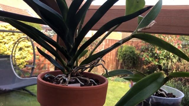 Oбзор теплицы. Часть 2 смотреть онлайн