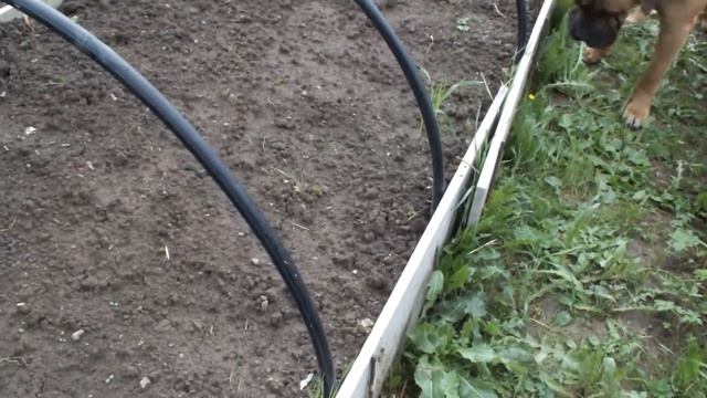 Посадка огурцов под пластиковые бутылки Дуги над грядками смотреть онлайн