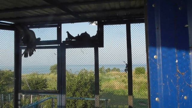 Прилетел голубенок Бабича Славика спустя полтора месяца. 28 07 19. смотреть онлайн