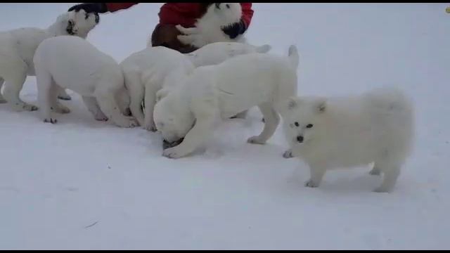 Щенки японского шпица - 6 мес. ПРОДАЖА.- Http://beliy-lekar.ru