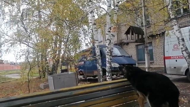 Джек сторожит... ,типа его сало. (Сало для синиц.)?10.10.2023г. смотреть онлайн