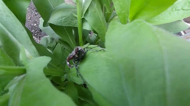 Жук Олень. На даче. Самарская лука. Россия. смотреть онлайн