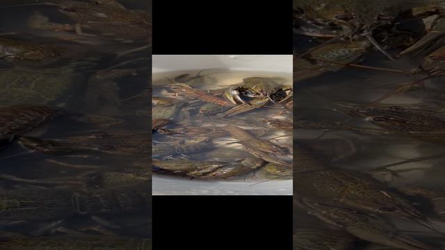 Второй улов раков с 2-х раколовок