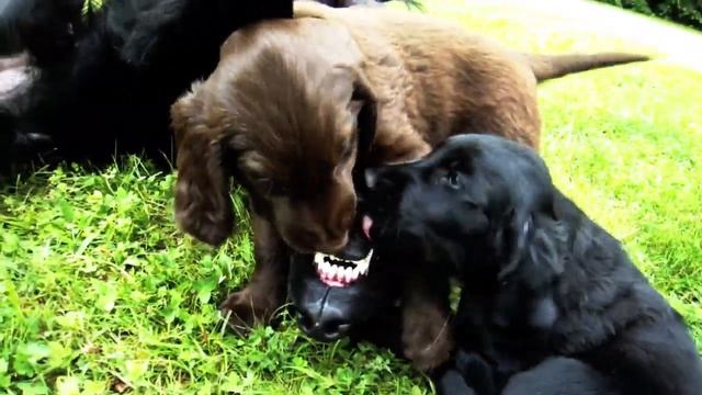 Flat-coated retriever father and puppies II смотреть онлайн